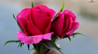 romantyczna róża